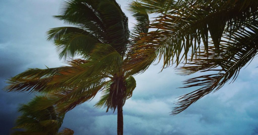 Palm Trees being pushed by the wind. hurricane insurance