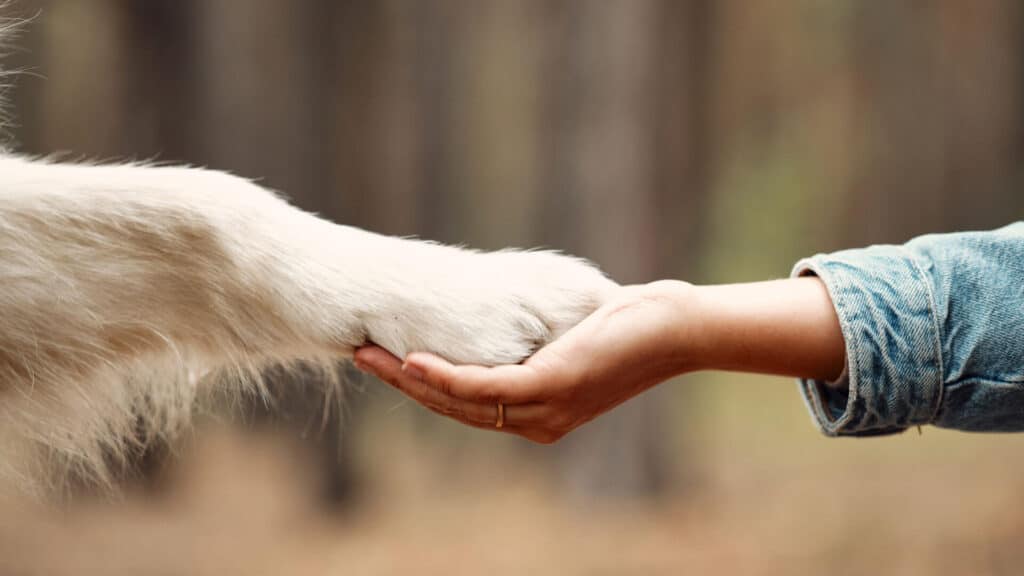 Woman holding dogs paw ensuring pet safety